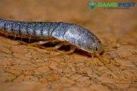 SAMS Silverfish Control Melbourne image 4